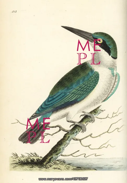 : Collared kingfisher, Todiramphus chloris : Collared kingfisher, Todiramphus chloris