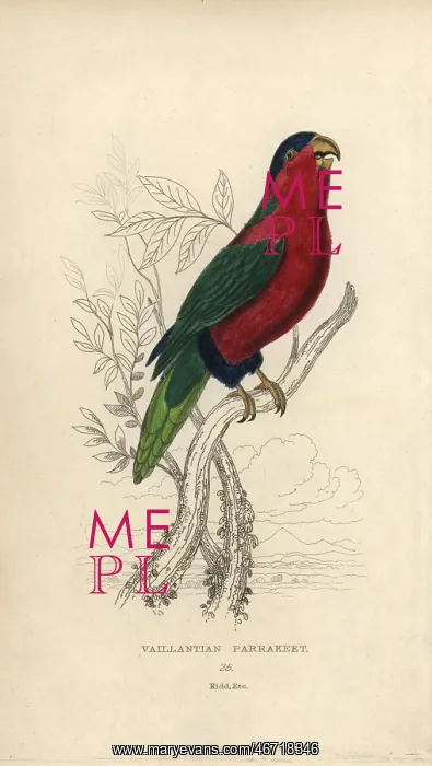 : Collared lory, Phigys solitarius : Collared lory, Phigys solitarius