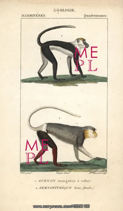 : Collared mangabey, Cercocebus torquatus, and : Collared mangabey, Cercocebus torquatus, and