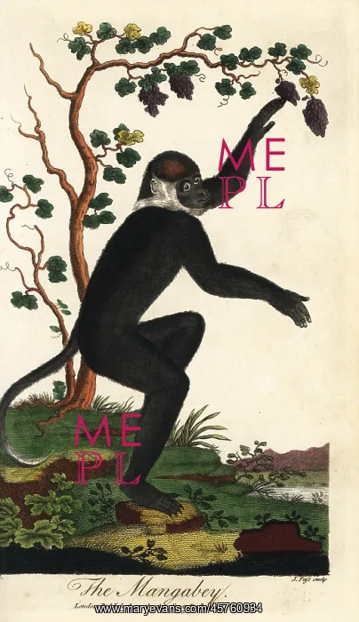 : Collared mangabey, Cercocebus torquatus : Collared mangabey, Cercocebus torquatus