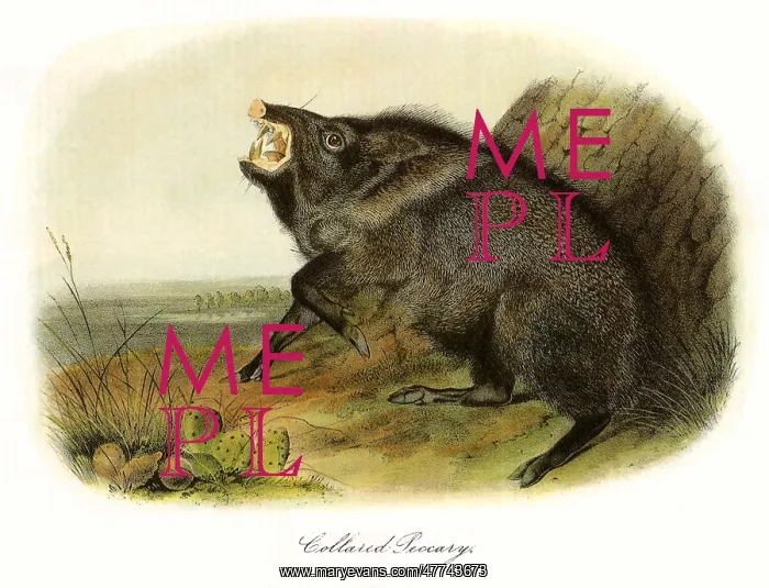  : Collared Peccary
