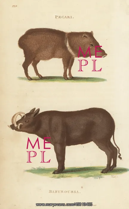 : Collared peccary and Buru babirusa : Collared peccary and Buru babirusa