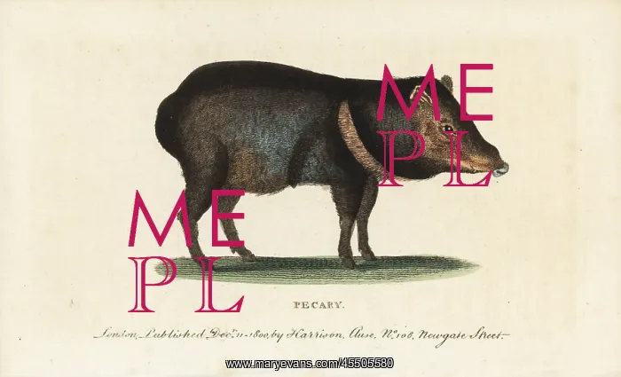 : Collared peccary, Pecari tajacu : Collared peccary, Pecari tajacu