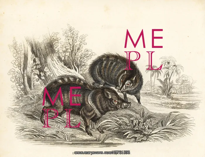 : Collared peccary; Pecari tajacu : Collared peccary; Pecari tajacu