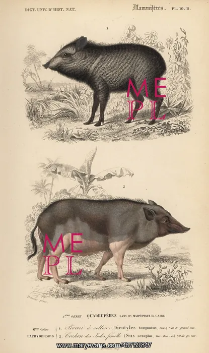 : Collared peccary, Pecari tajacu, and Indian : Collared peccary, Pecari tajacu, and Indian