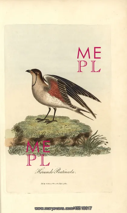 : Collared pratincole, Glareola pratincola : Collared pratincole, Glareola pratincola