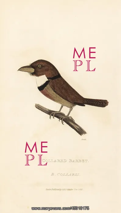 : Collared puffbird, Bucco capensis : Collared puffbird, Bucco capensis