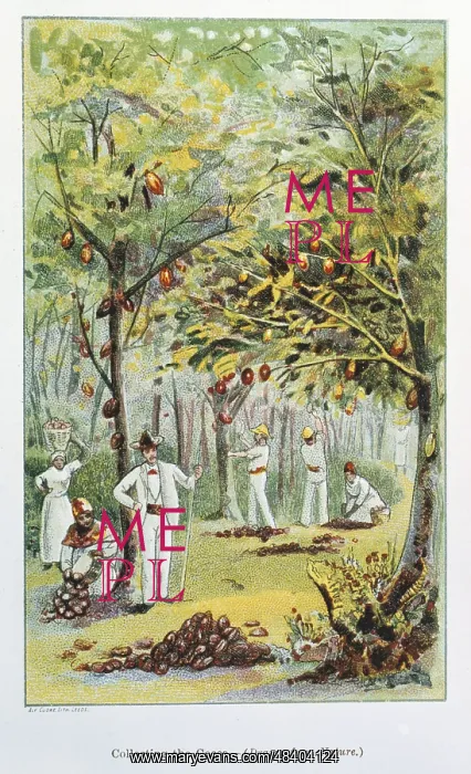 : Collecting Cocoa, Venezuela. From Cocoa: All : Collecting Cocoa, Venezuela. From Cocoa: All