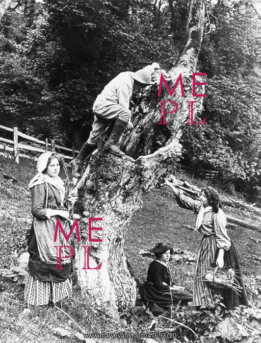 : Collecting firewood : Collecting firewood