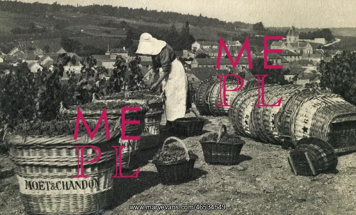 : Collecting grapes for Moet & Chandon Champagne : Collecting grapes for Moet & Chandon Champagne