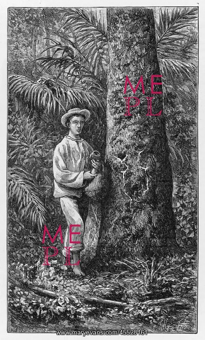 : Collecting Latex - Brazil : Collecting Latex - Brazil