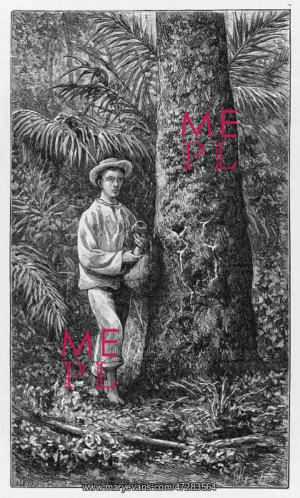 : Collecting Latex - Brazil : Collecting Latex - Brazil