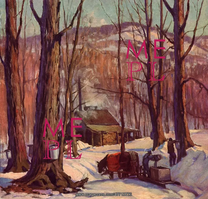 : Collecting Maple Sap : Collecting Maple Sap