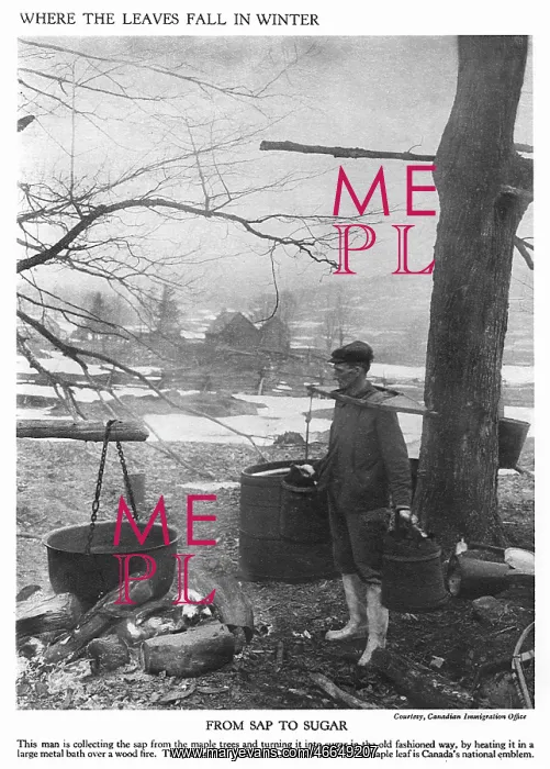 : Collecting maple tree sap : Collecting maple tree sap
