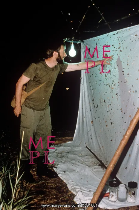 : Collecting moths at light : Collecting moths at light