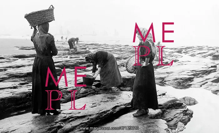  : Collecting mussels