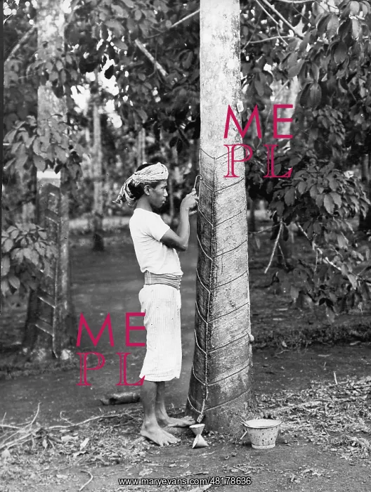 : Collecting rubber on Malaya, 1928 : Collecting rubber on Malaya, 1928