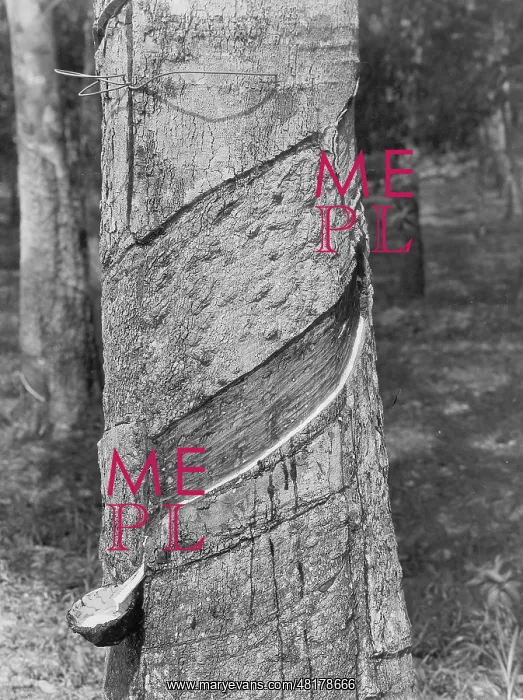 : Collecting rubber on Malaya, 1931 : Collecting rubber on Malaya, 1931