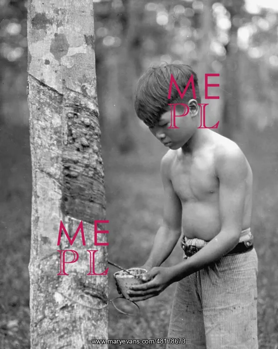 : Collecting rubber on Malaysia, 1935 : Collecting rubber on Malaysia, 1935
