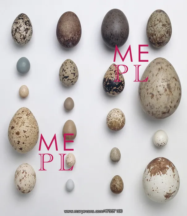 : A collection of 20 birds eggs : A collection of 20 birds eggs