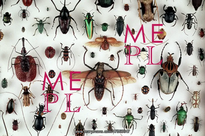 : A collection of beetles : A collection of beetles