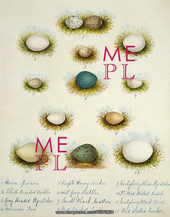 : Collection of birds eggs : Collection of birds eggs