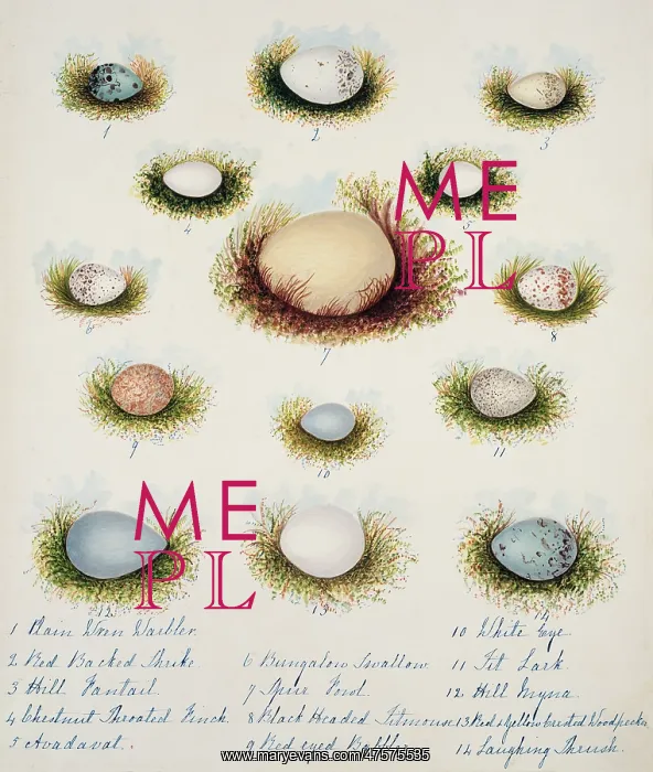 : Collection of birds eggs : Collection of birds eggs