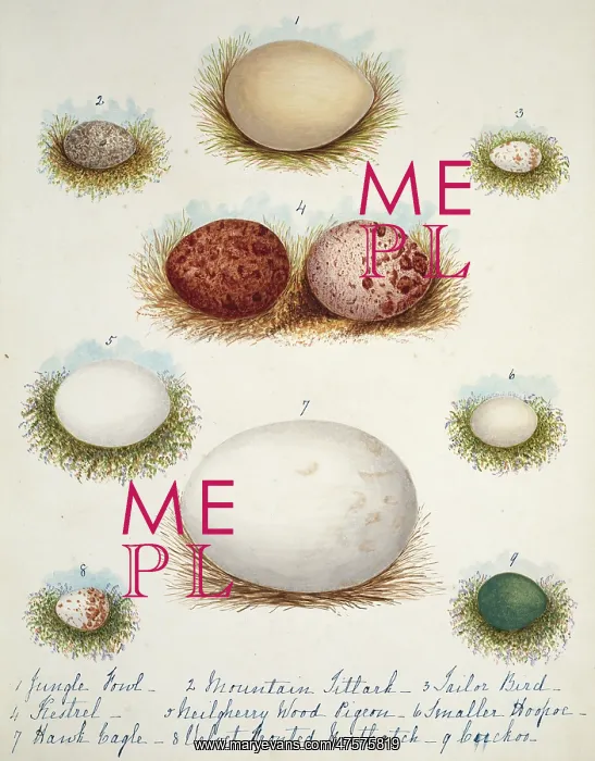 : Collection birds eggs : Collection birds eggs