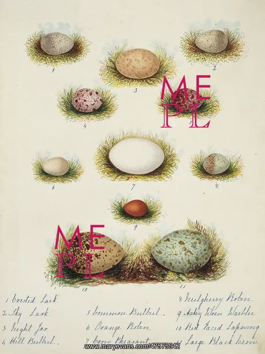 : Collection of birds eggs : Collection of birds eggs