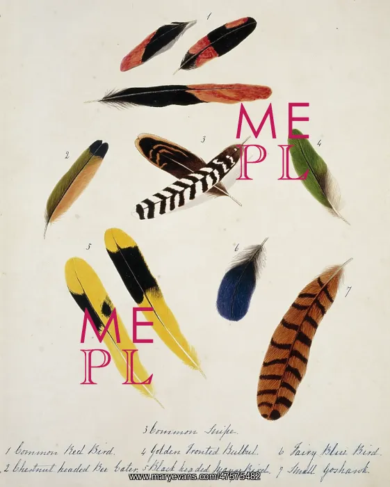 : Collection of birds feathers : Collection of birds feathers