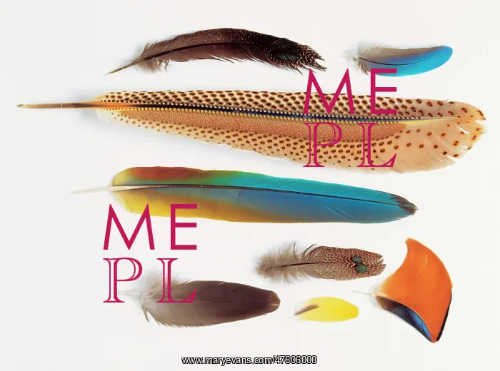 : A collection of birds feathers : A collection of birds feathers