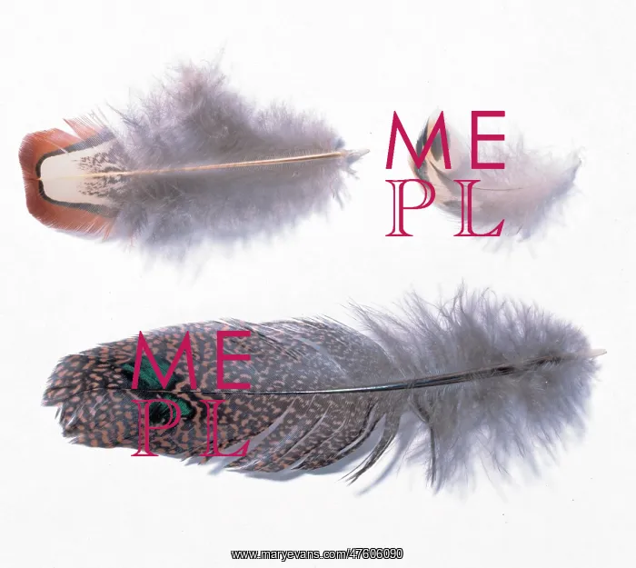 : A collection of birds feathers : A collection of birds feathers