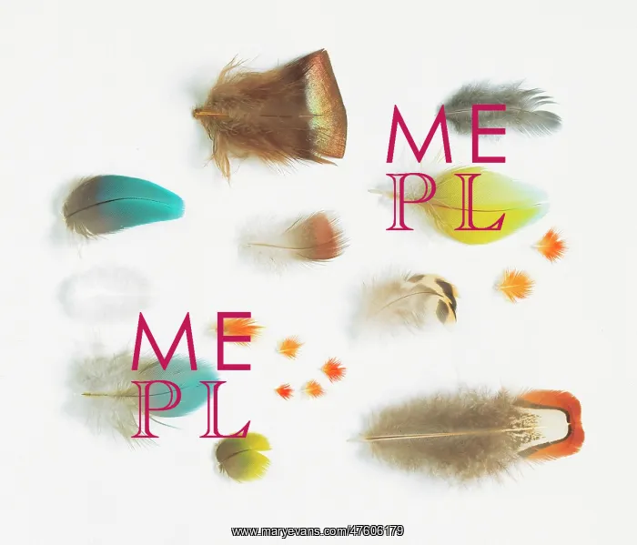 : A collection of birds feathers : A collection of birds feathers