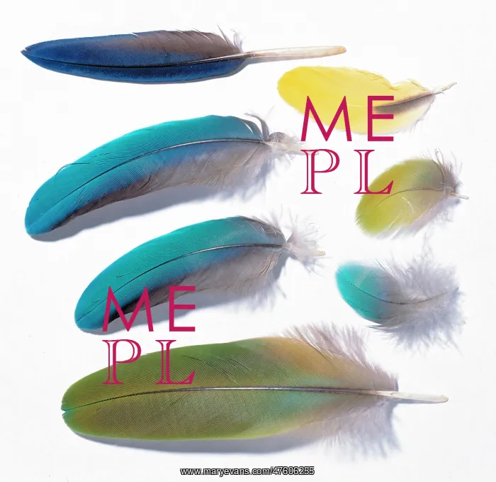 : A collection of birds feathers : A collection of birds feathers
