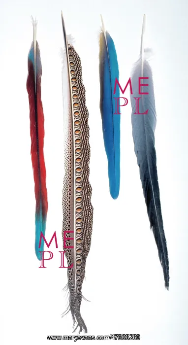 : A collection of birds feathers : A collection of birds feathers