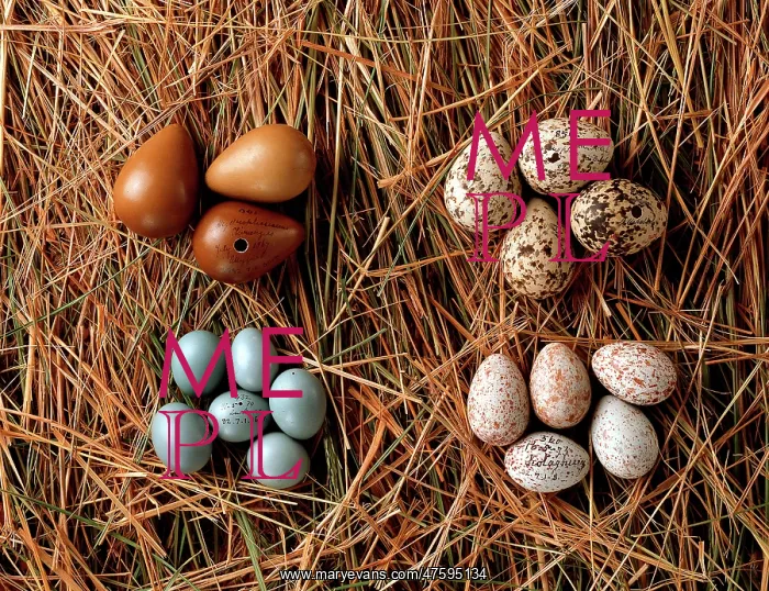 : A collection of eggs from western Asia : A collection of eggs from western Asia