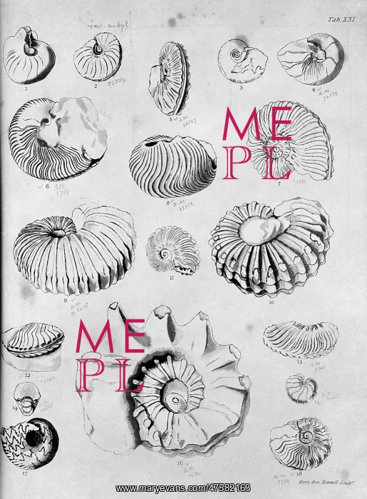 : Collection of fossilised molluscs : Collection of fossilised molluscs