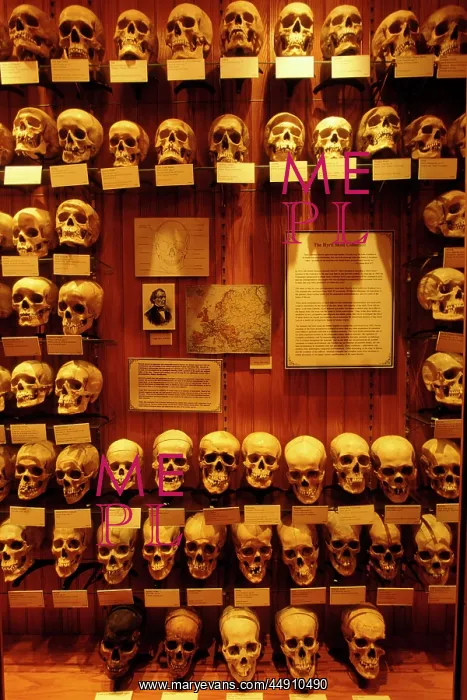 : Collection of human skulls on display at the : Collection of human skulls on display at the