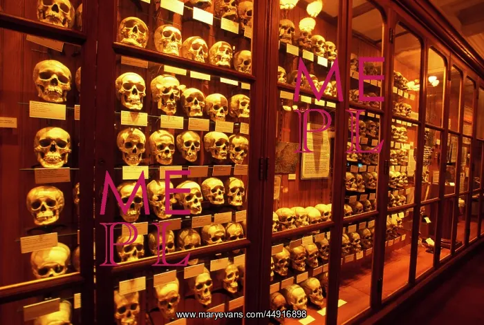 : Collection of human skulls on display at the : Collection of human skulls on display at the