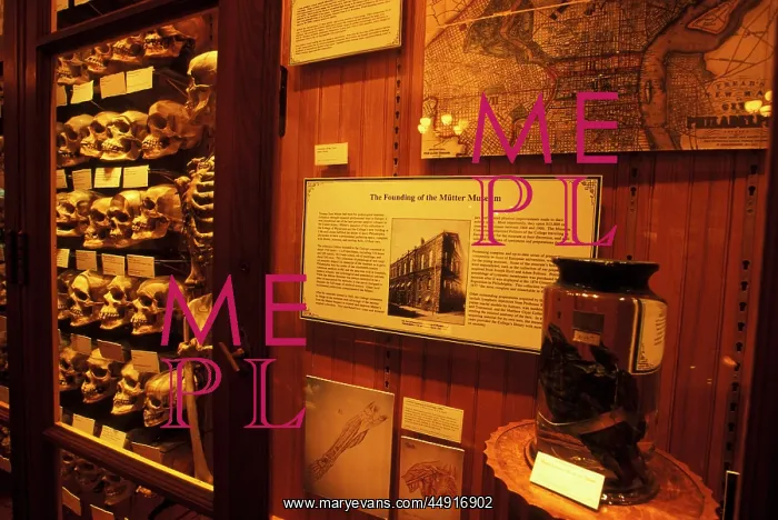  : Collection of human skulls on display at the