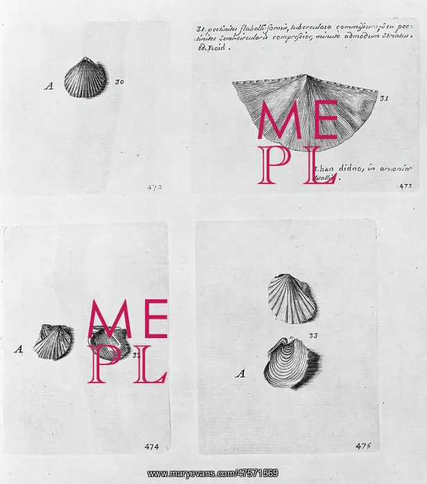 : Collection of molluscs : Collection of molluscs