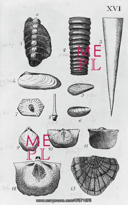 : Collection of molluscs : Collection of molluscs
