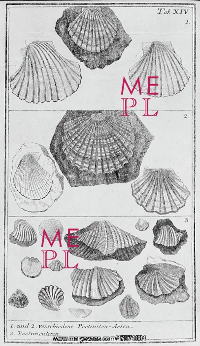 : Collection of molluscs : Collection of molluscs