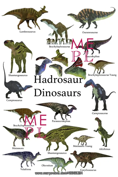 : A collection of ornithopod herbivorous hadrosaur dinosaurs : A collection of ornithopod herbivorous hadrosaur dinosaurs