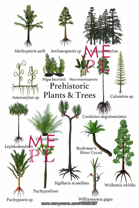 : A collection of plants, trees and ferns that lived : A collection of plants, trees and ferns that lived