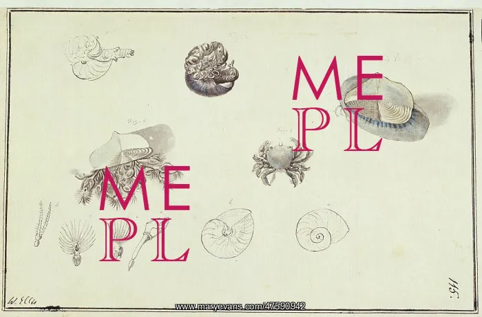 : Collection of sea creatures : Collection of sea creatures