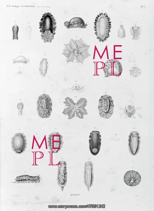 : Collection of sea creatures : Collection of sea creatures