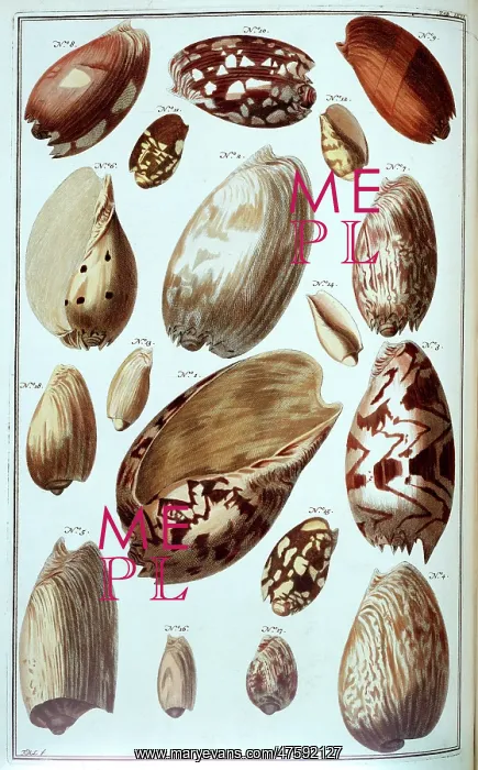 : Collection of shells : Collection of shells