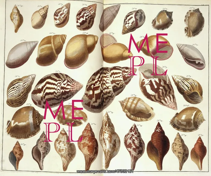 : Collection of shells : Collection of shells