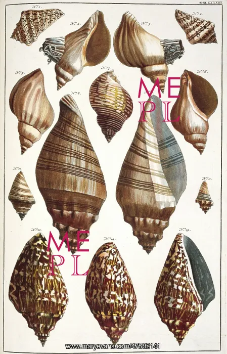 : Collection of shells : Collection of shells